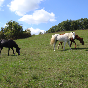 Horses walking in pasture