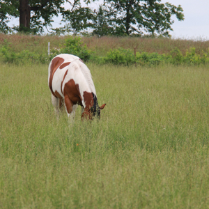 One horse grazing in tall grass