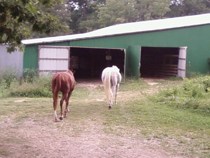 Horses walking to the barn