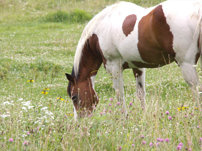 Horse grazing in clover field