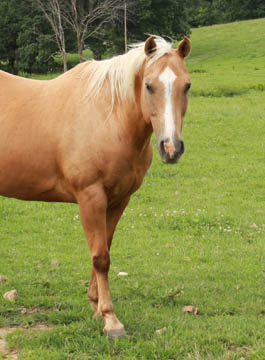 Retired horse Cody