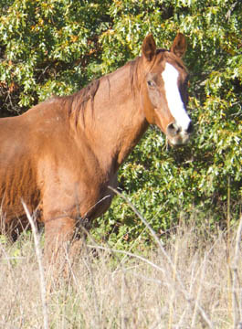 Retired horse Ginger